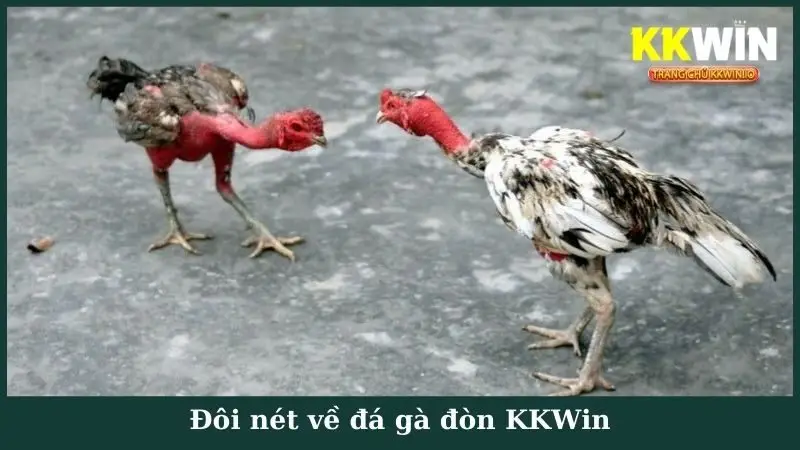 Đôi nét về đá gà đòn KKWin