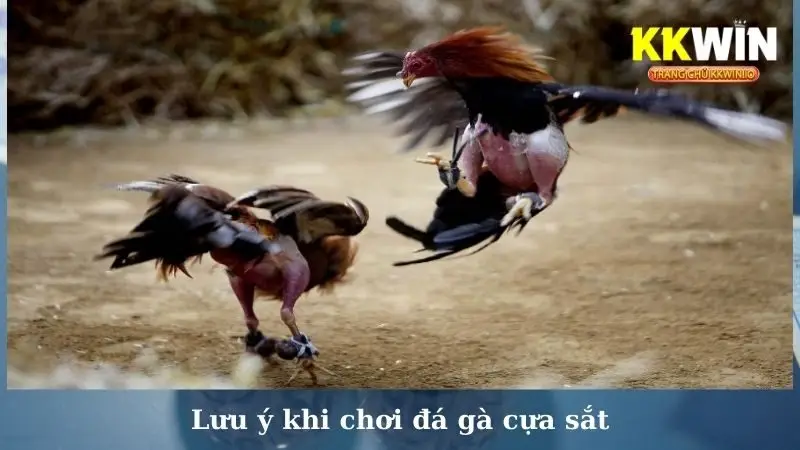 Lưu ý khi chơi đá gà cựa sắt