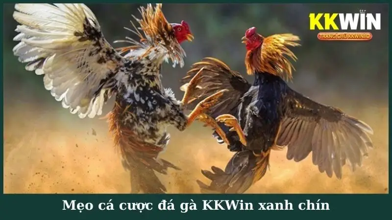 Mẹo cá cược đá gà KKWin xanh chín