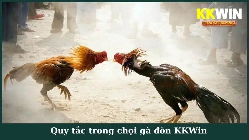 Quy tắc trong chọi gà đòn KKWin