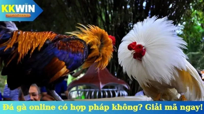 Đá gà online có hợp pháp không? Giải mã ngay!