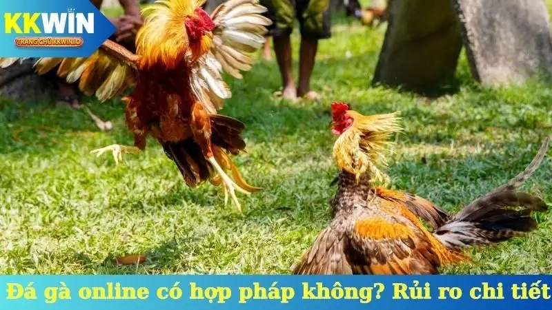 Đá gà online có hợp pháp không? Rủi ro chi tiết