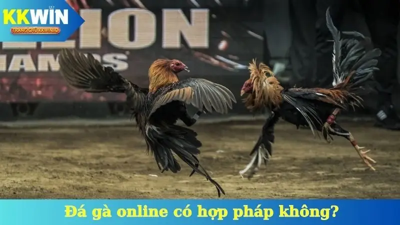 Đá Gà Online Có Hợp Pháp Không