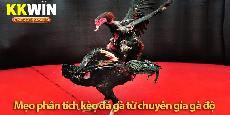 Mẹo phân tích kèo đá gà chơi đâu thắng đó ở KKWIN
